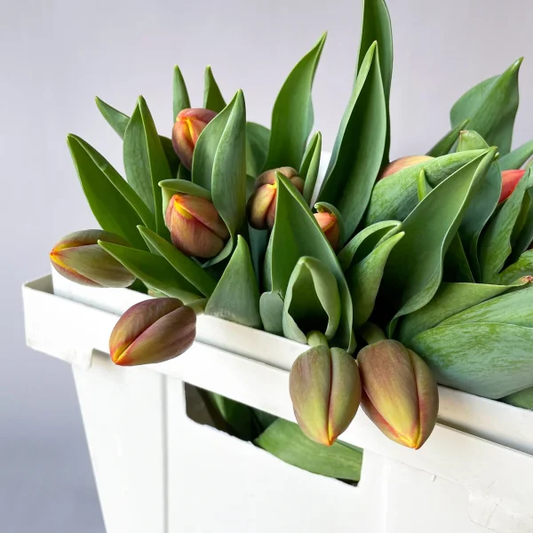 Тюльпан "Эн Апдейт"_3