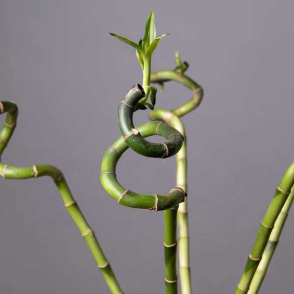 Бамбук Лаки спираль в пробирке