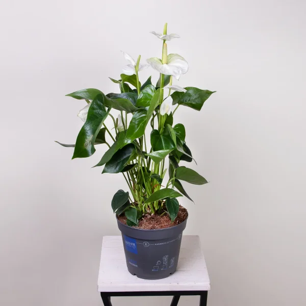 Антуриум андрианум Карма белый4