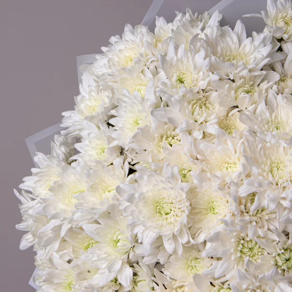 Букет Хризантема кустовая "Алтайр"_3