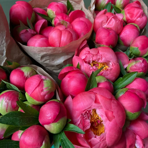 Пион "Корал Шарм"