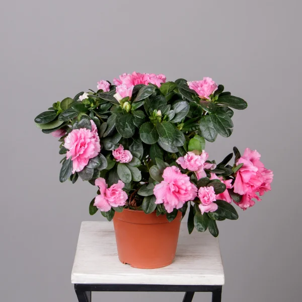 Азалия Фландрес Розовая_4