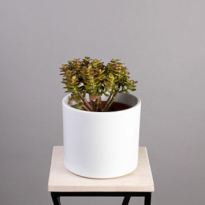 Крассула Овата Минор