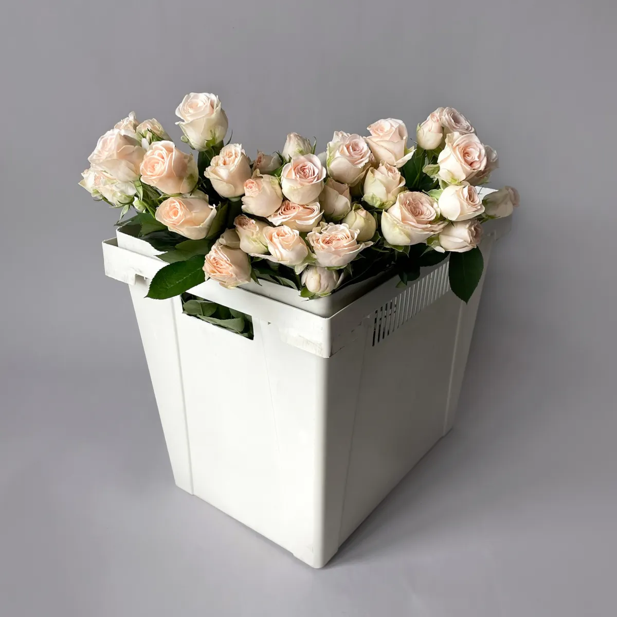 Роза кустовая "Софи"_1