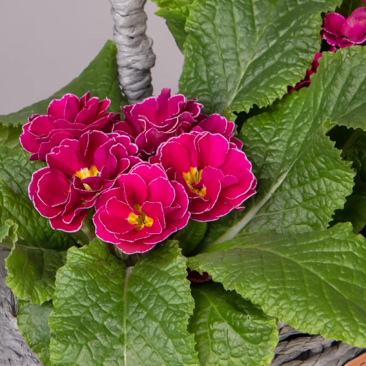 Примула Фуксия в Серой двойной корзине_2