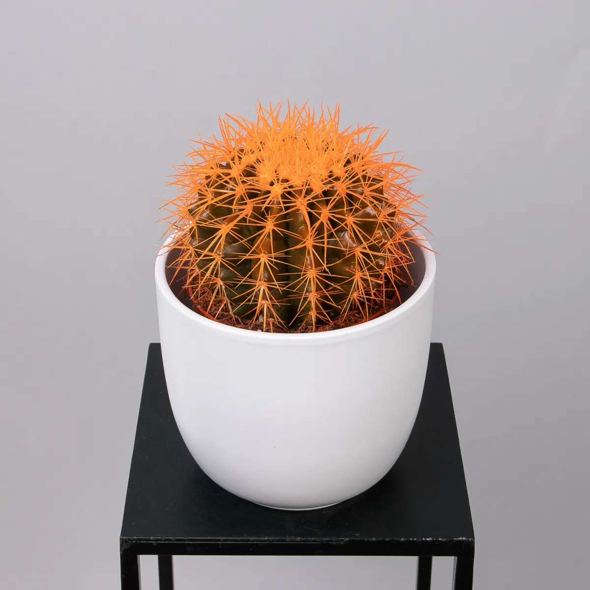 Эхинокактус Грузони крашеный микс_6