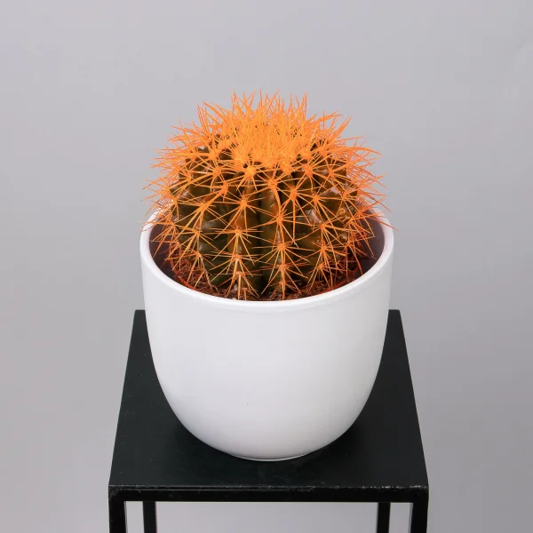 Эхинокактус Грузони крашеный микс_6