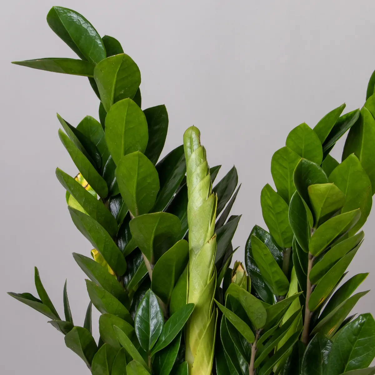 Замиокулкас Замифолия_3