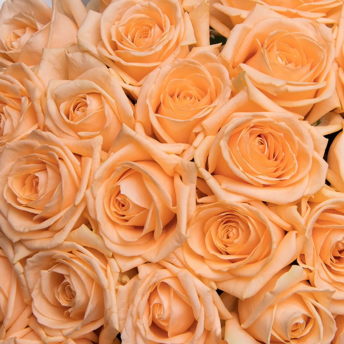 Букет Роза "Аваланш Пич"