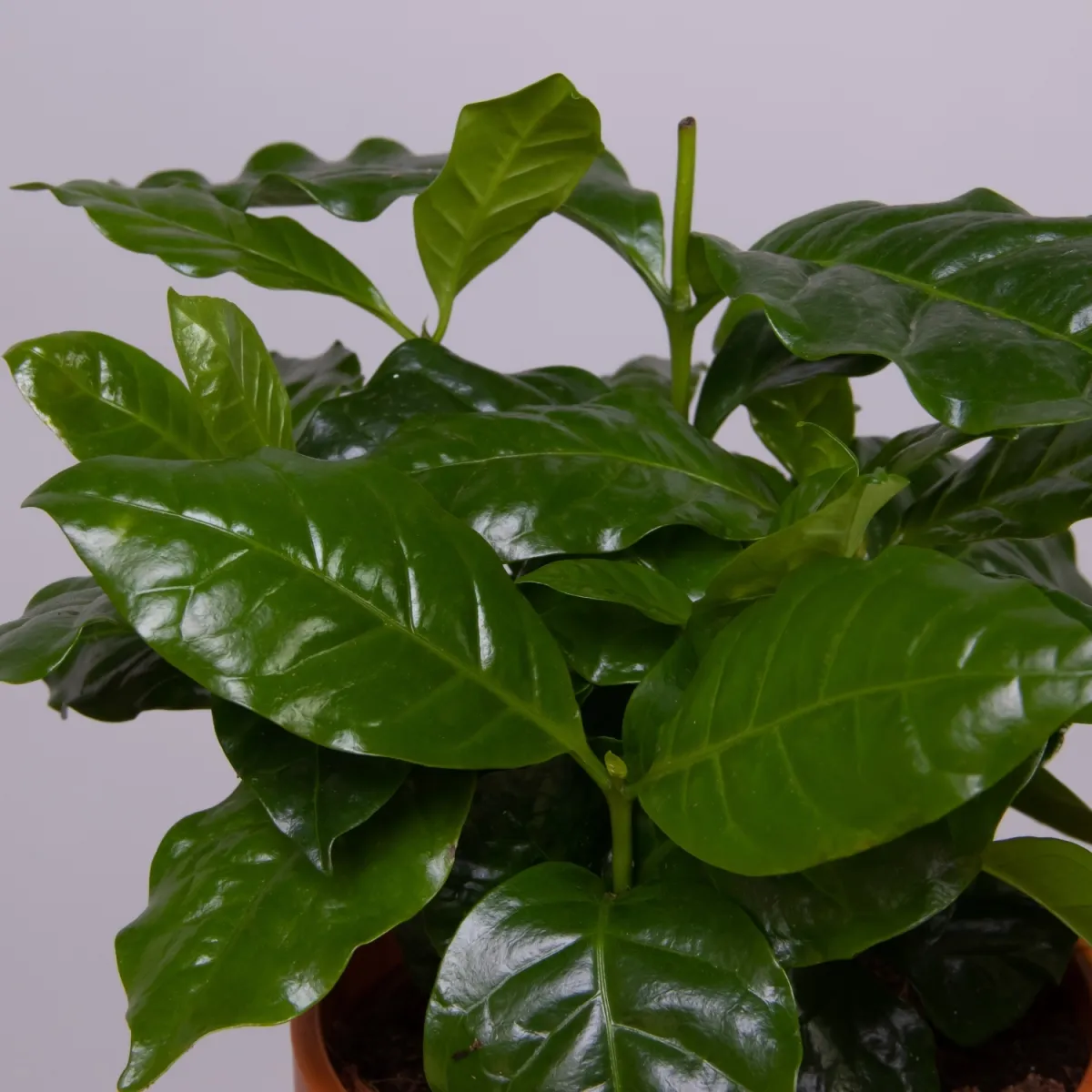 Кофе Арабика в кружке XL