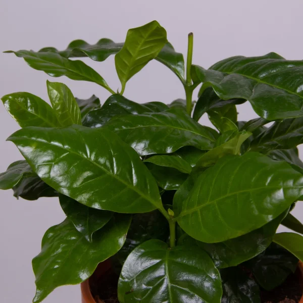 Кофе Арабика в кружке XL