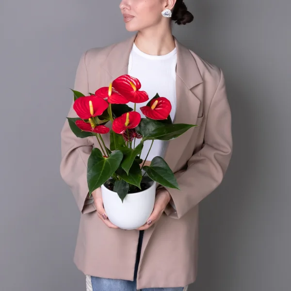 Антуриум андрианум Эсудо К_2