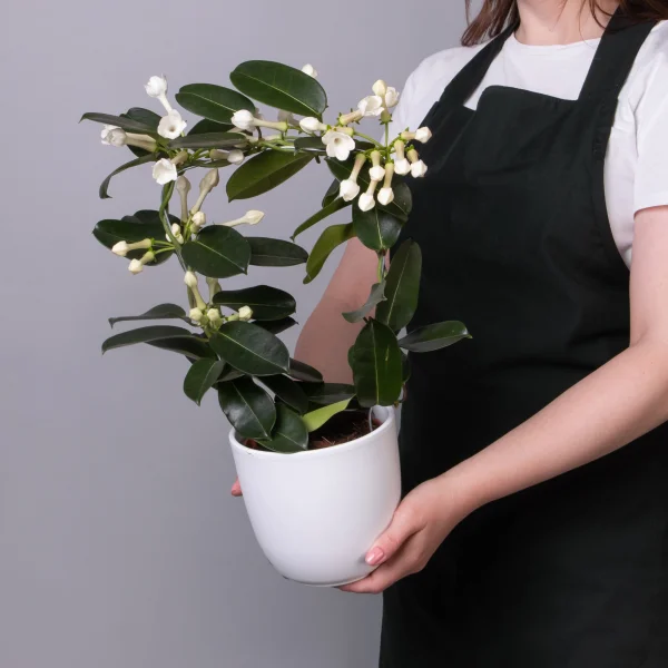 Стефанотис