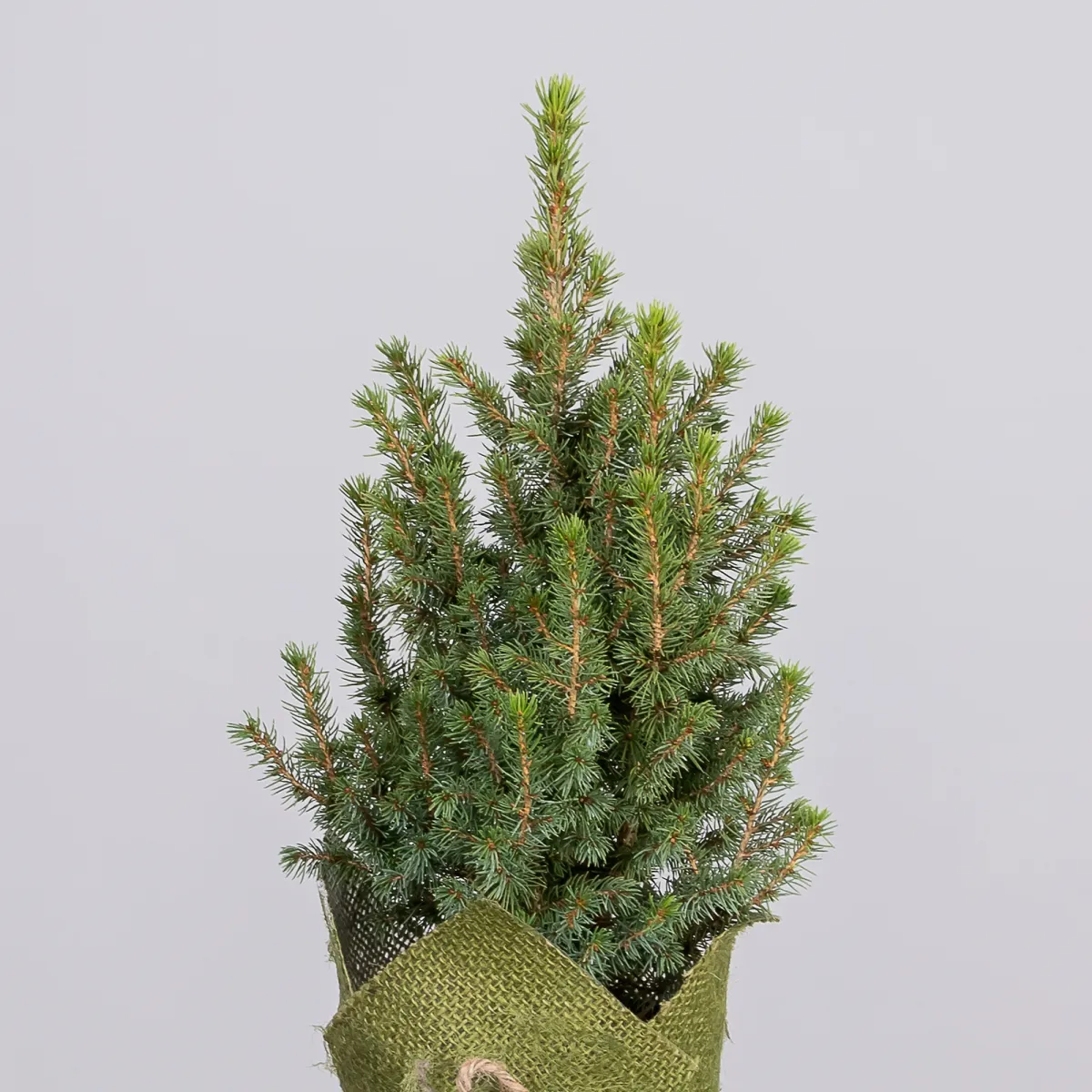 Ель Коника в джуте (цвет микс) _3