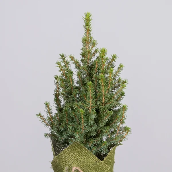 Ель Коника в джуте (цвет микс) _3