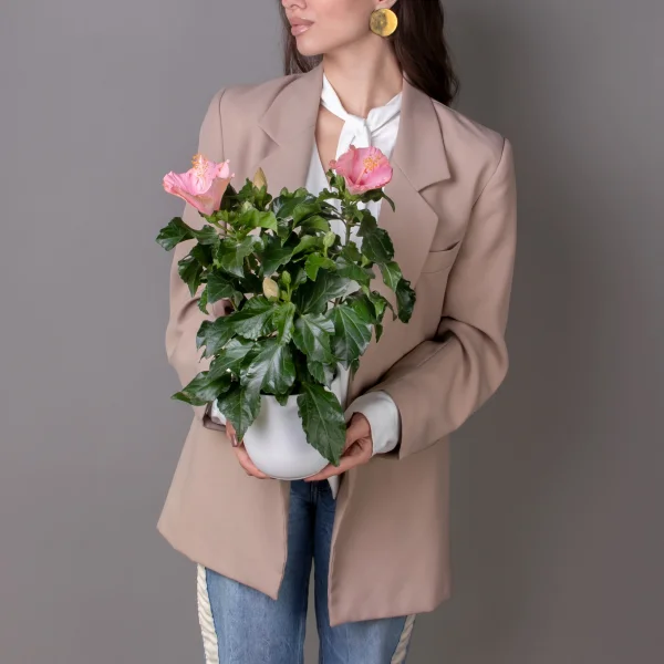 Гибискус Гейша (светло-розовый)_2