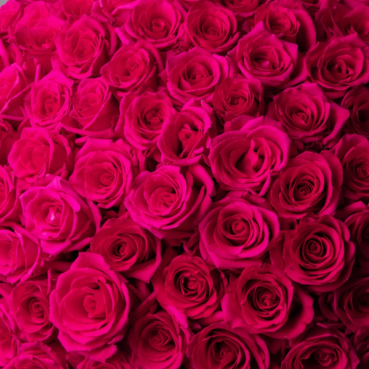 Флористический букет "101 малиновая роза, 70 см"_6