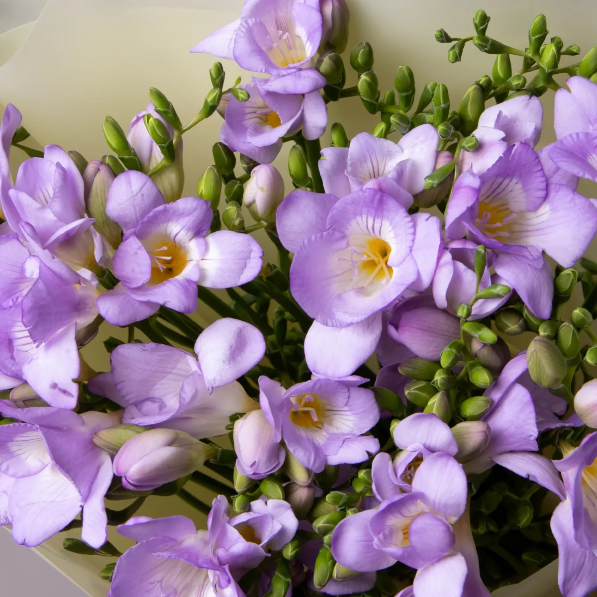 Букет Фрезия "Эн Ван Блу"_4