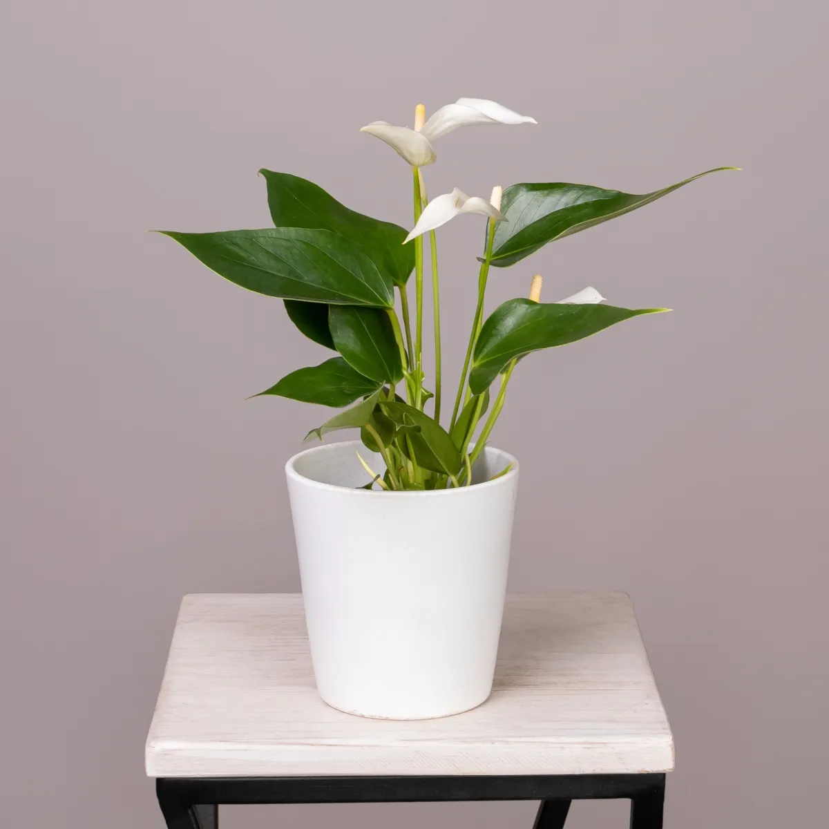 Антуриум андрианум Лилли белый_1