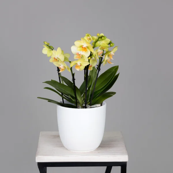 Фаленопсис Дэззлинг Альбенга Желтый 3-4 ст_1