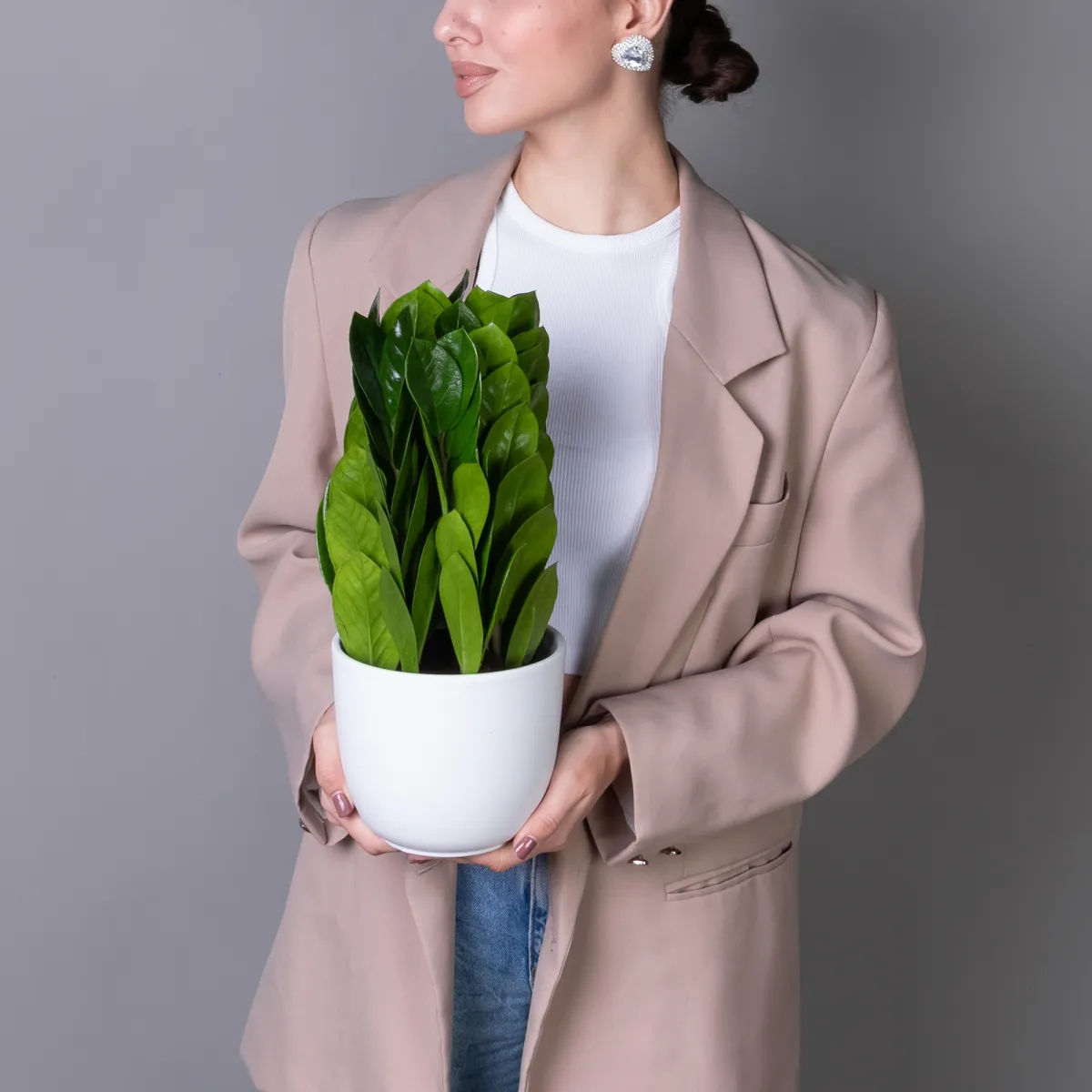 Замиокулкас Замифолия К_2