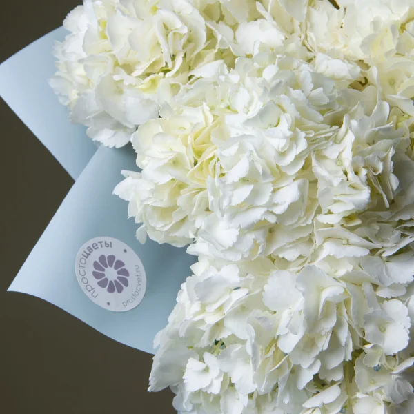 Букет Гидрангия "Премиум Вайт"