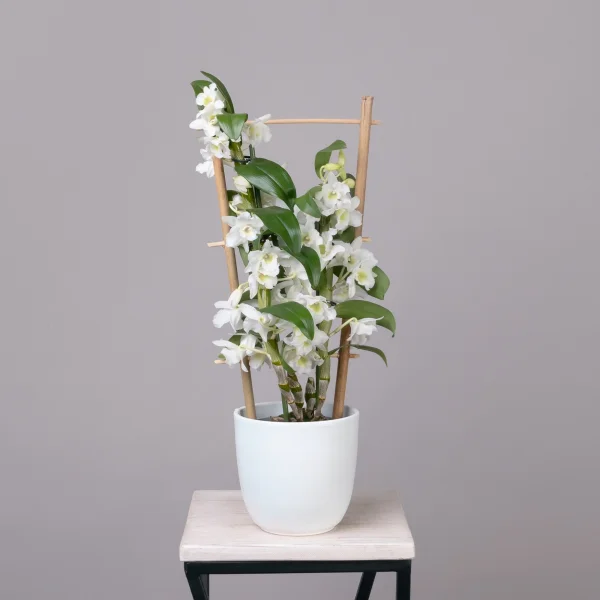 Дендробиум Нобиле Белый 2 ст на решетке_1