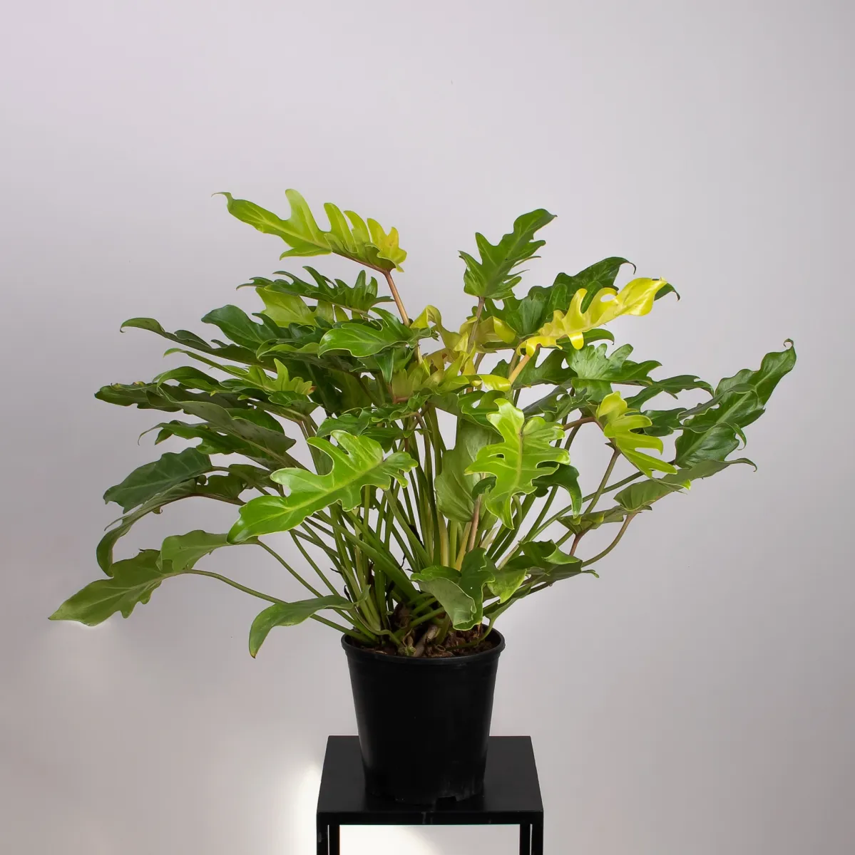 Филодендрон Ксанаду Голд_4