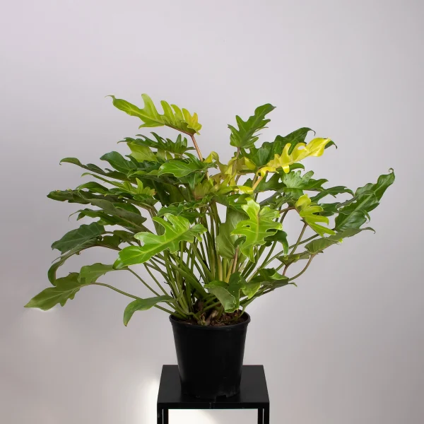 Филодендрон Ксанаду Голд_4