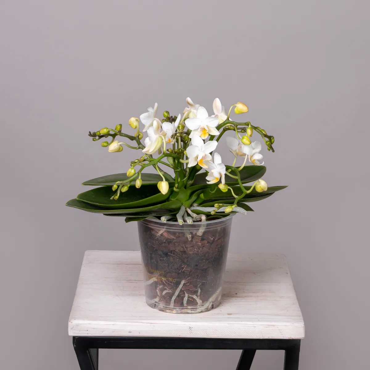 Фаленопсис Тейбл Витни Белый 4 ст_3