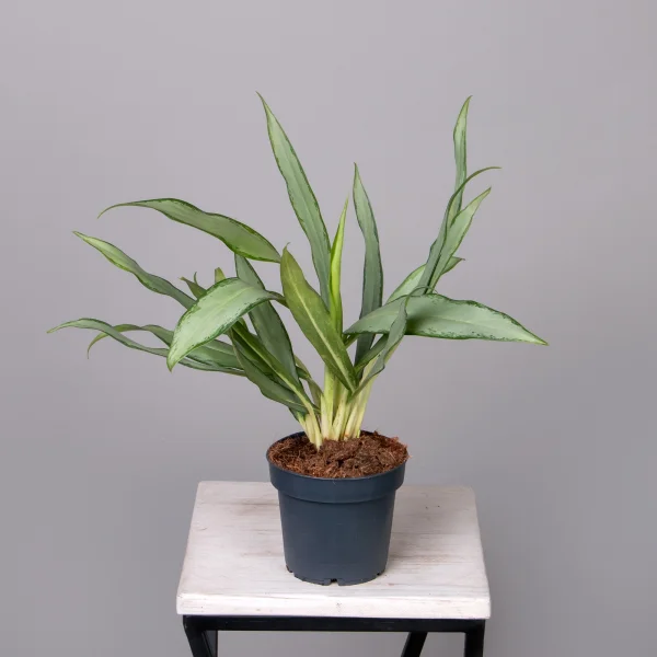 Аглаонема Уайт Ленс_4