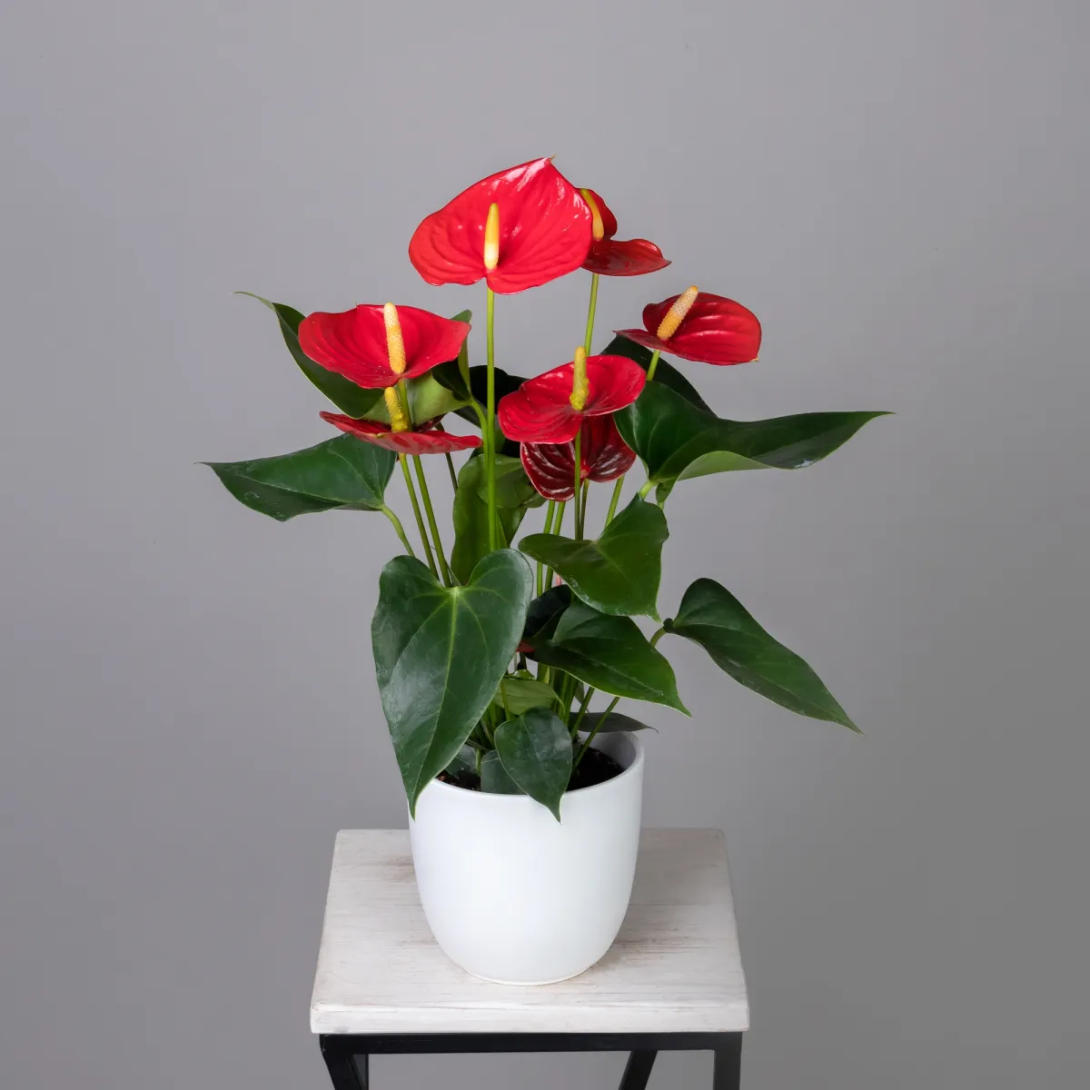 Антуриум андрианум Эсудо К_1