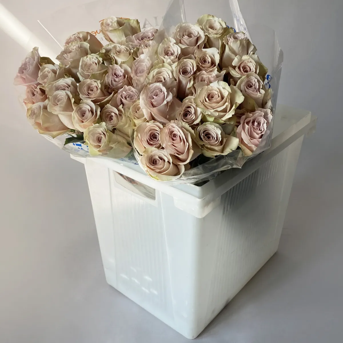 Роза "Квик Санд" 1