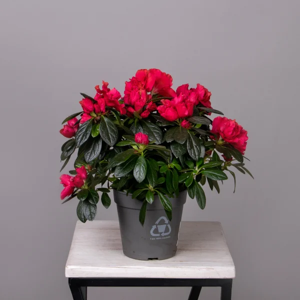 Азалия Отто красная_3