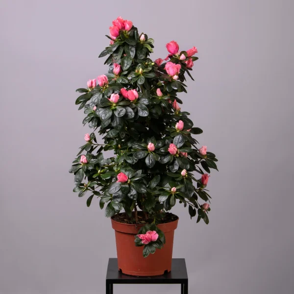 Азалия Индика Пирамида 4