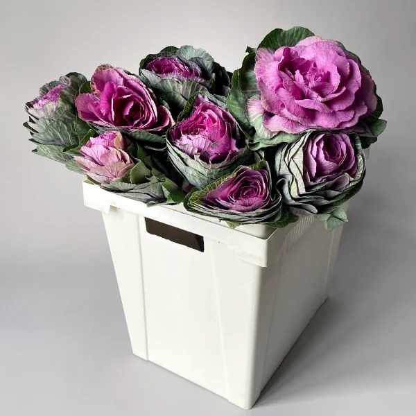 Брассика "Красная"_1