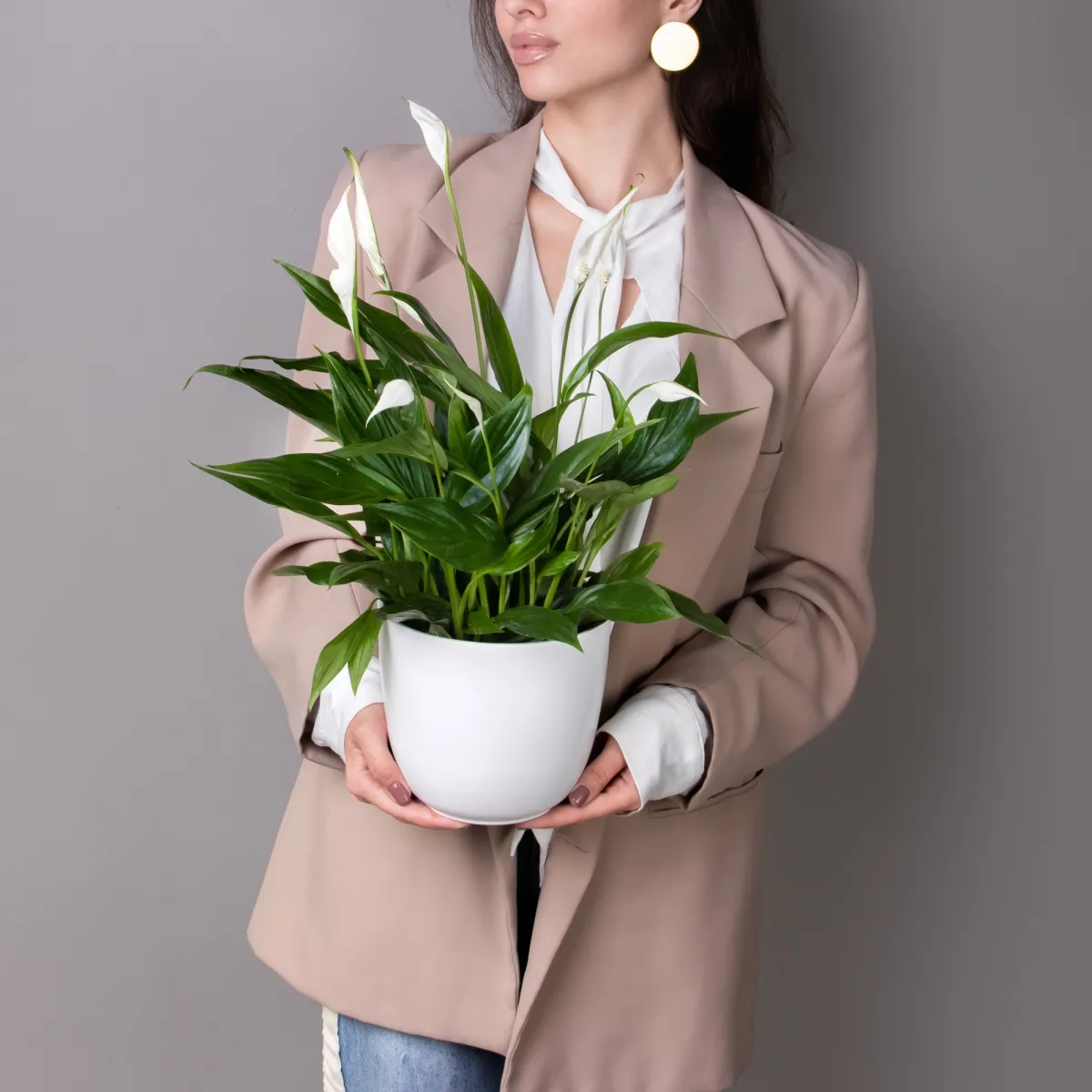 Спатифиллум Купидо_2