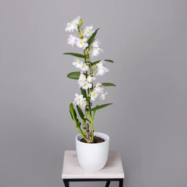 Дендробиум Нобиле Кумико 1ст_1