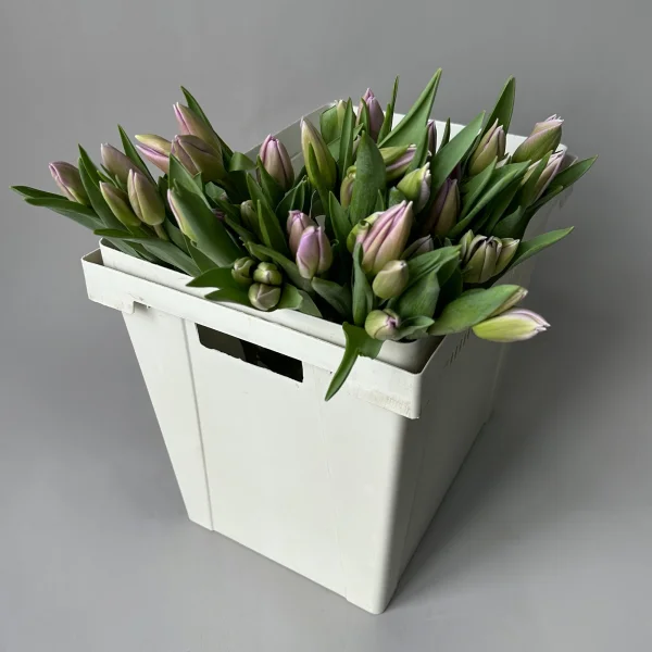 Тюльпан "Эн Свит Бриз"_1