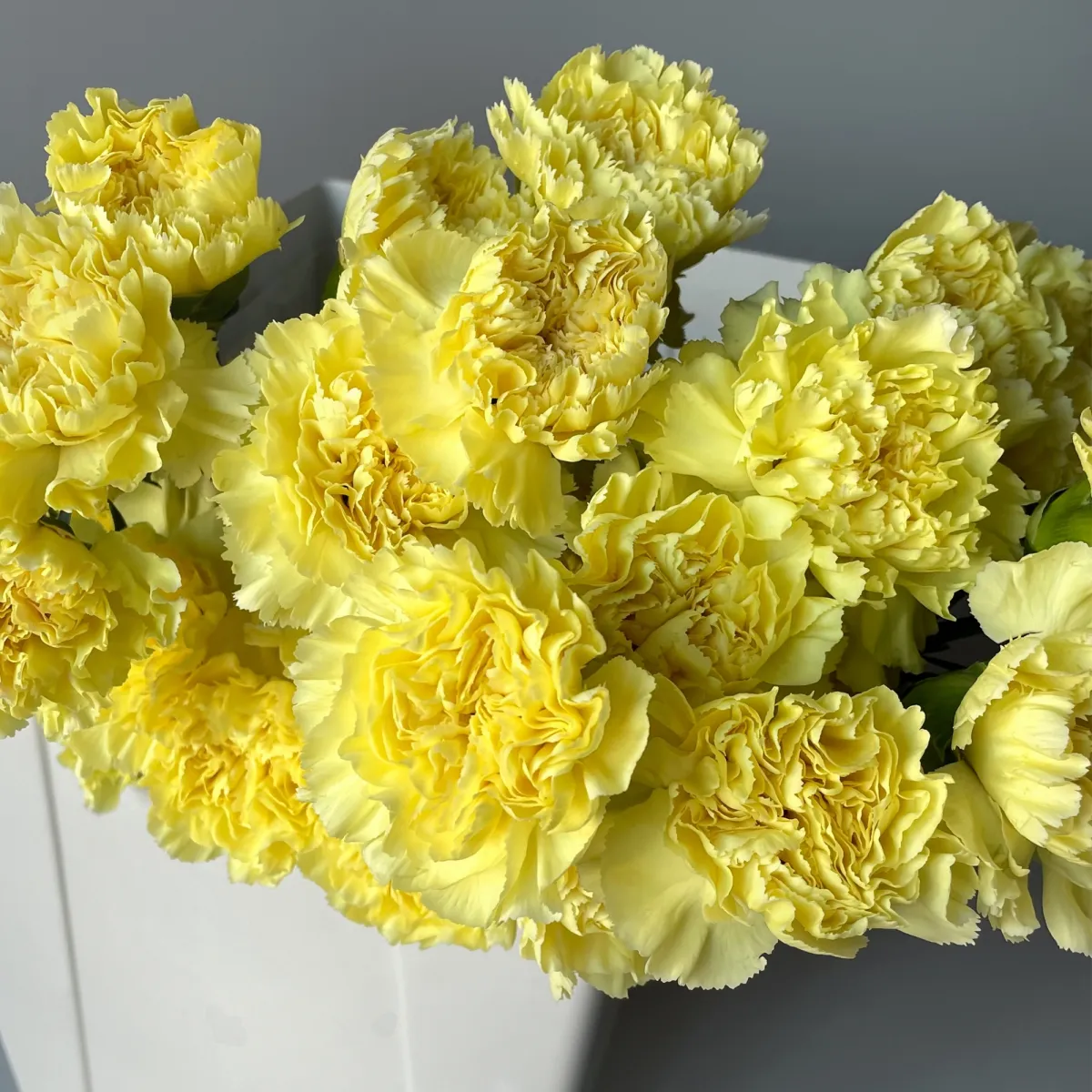 Гвоздика "Йеллоу"_3