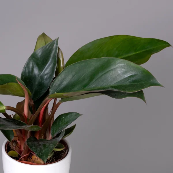 Филодендрон Конго К_3