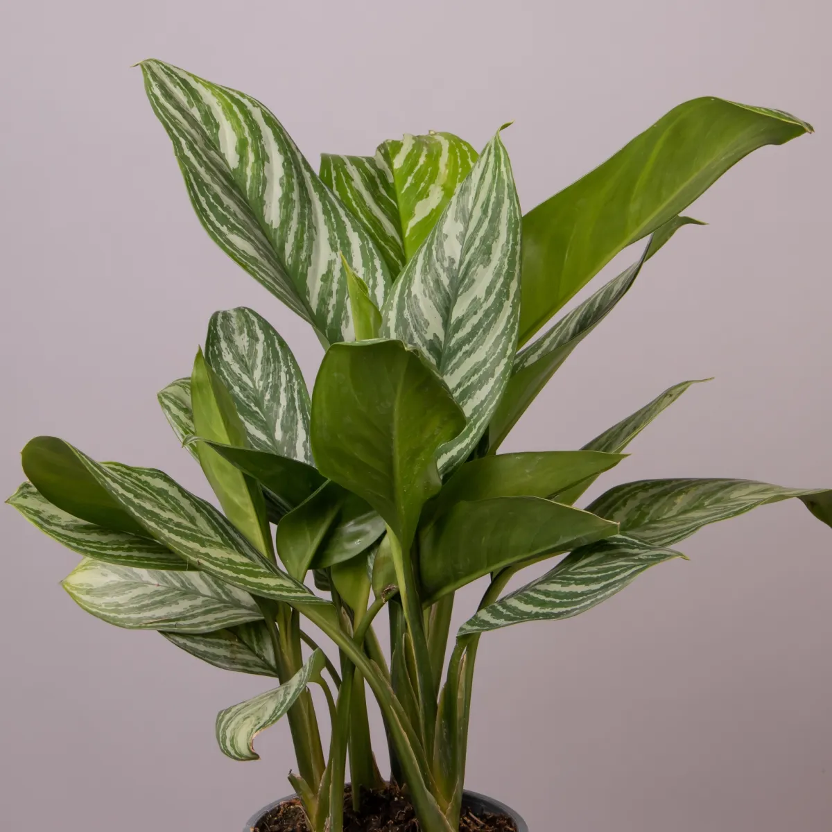 Аглаонема Сильвер Бэй 3