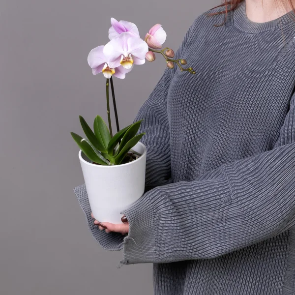 Фаленопсис Колибри Розовый 1 ст_1