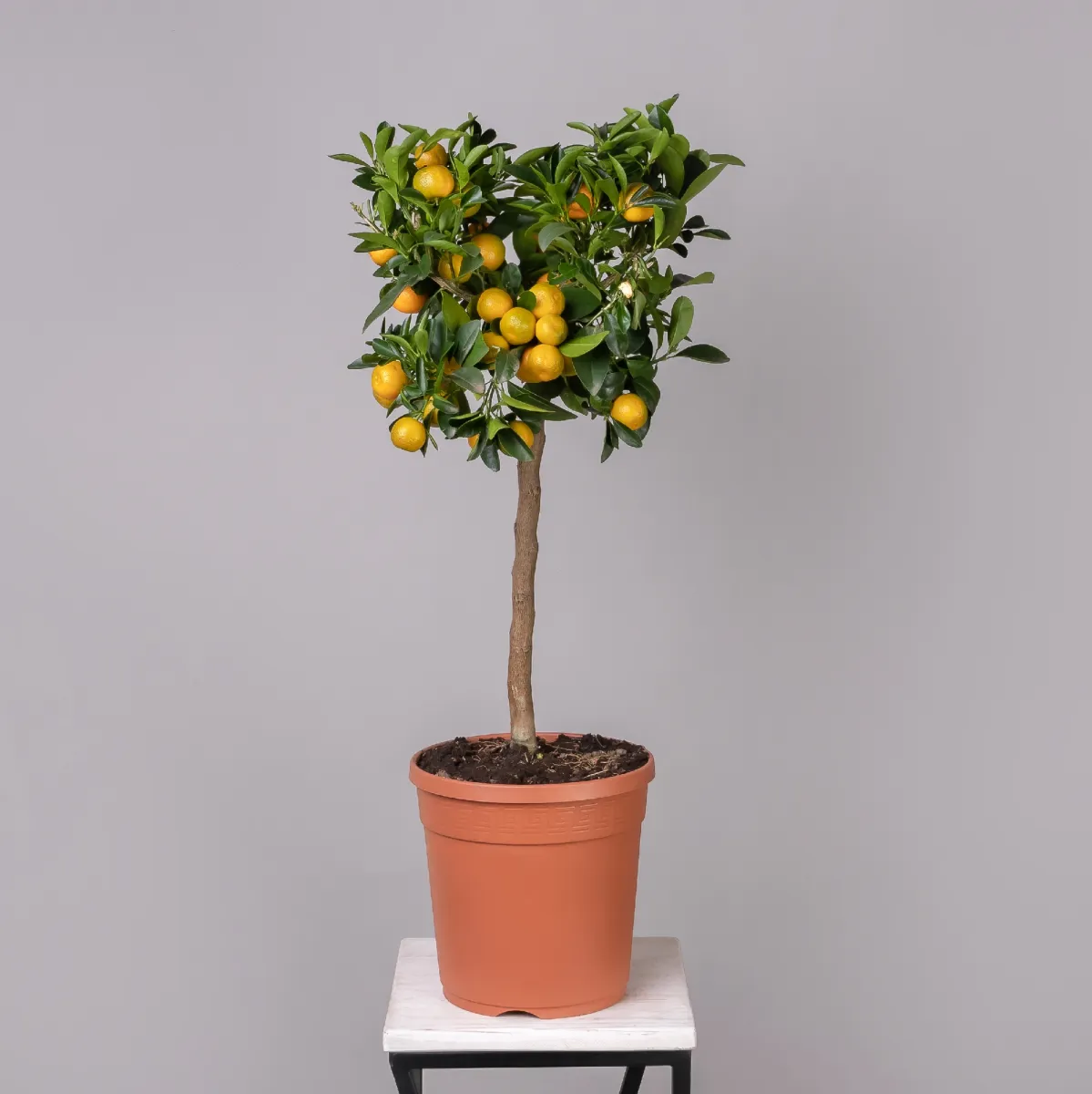 Цитрофортунелла Каламондин Вариегата штамбовая_4