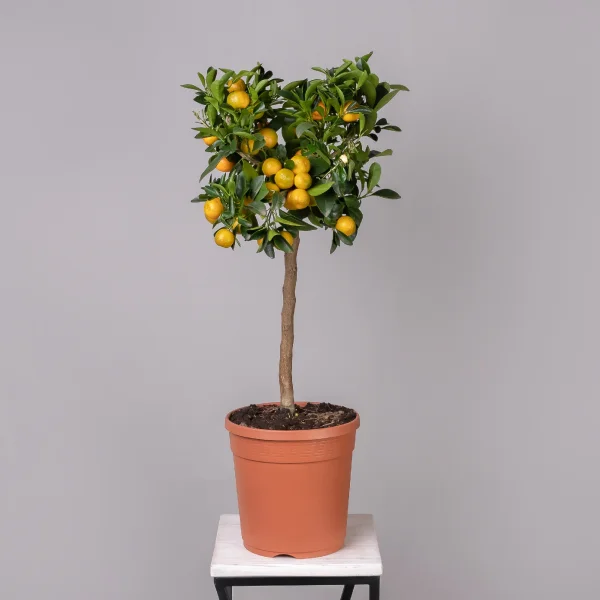 Цитрофортунелла Каламондин Вариегата штамбовая_4