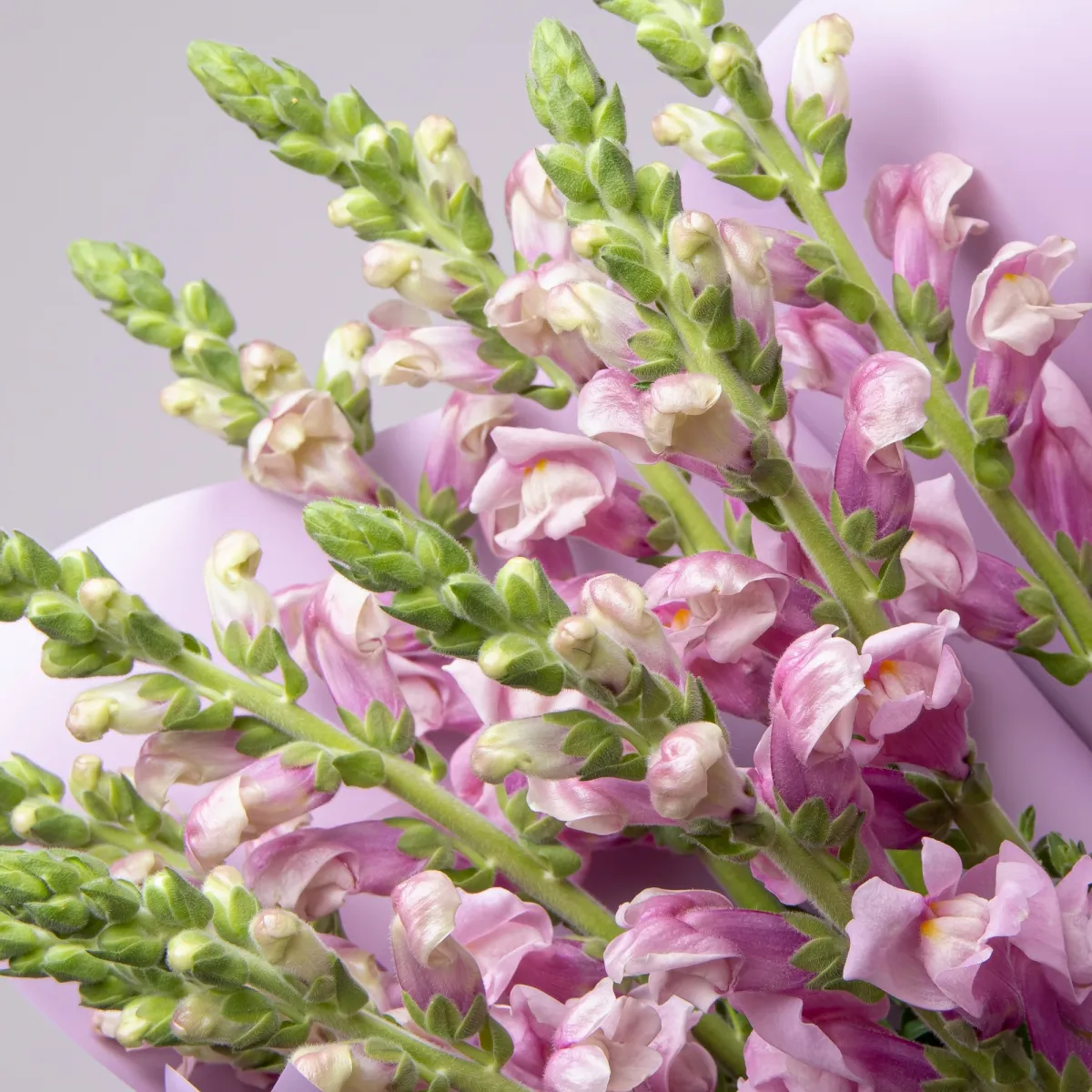 Букет Леувенбек "Потомак Лаванда"_3