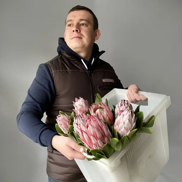 Протея "Синародис"