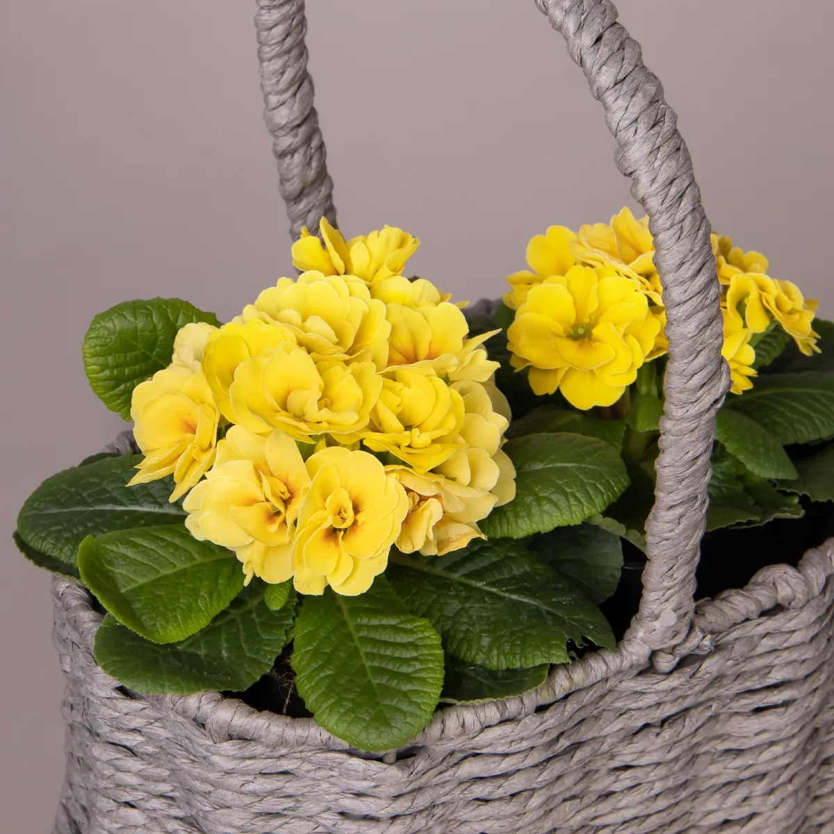 Примула Желтая в Серой двойной корзине_2