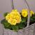 Примула Желтая в Серой двойной корзине_2