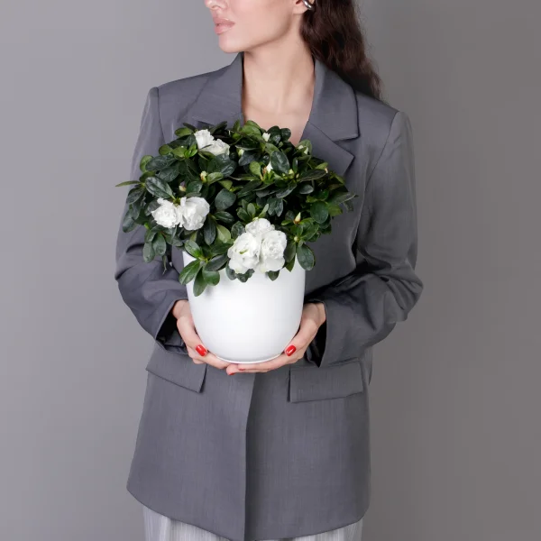 Азалия Фландрес Белая_2